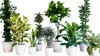 A collection of various potted houseplants arranged on a white background. Náhled obrázku produktu