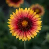 3x Gaillardia Arizona Sun P9H20 Produktbild-Vorschau 2