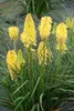 Stauden Gänge 1 x Kniphofia ‘Lemon Popsicle’ - Fackellilie Produktbild-Vorschau 2