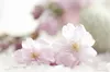 Calvendo Filigrane Mandelblüten 1000 Teile Puzzle quer Produktbild-Vorschau 4