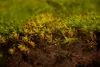 A close-up view of moss growing on soil. Podgląd zdjęcia produktu
