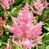 6 x Prachtspiere  - Astilbe japonica 'Rheinland'  | Topf Produktbild-Vorschau 1