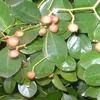 2 x radicchi striscianti - Euonymus fortunei radicans | Anteprima dell’immagine prodotto 1