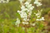 Filipendula ulmaria 'Plena', Mädesüß, gefüllt, ca. 9x9 cm Produktbild-Vorschau 5
