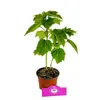 Hibiscus moscheutos « Jazzberry Jam », fleurs rouge Voir les images du produit 3