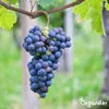 Wióry rogowe 1-6 mm Nawóz azotowy organiczny (5 kg na 50 Podgląd zdjęcia produktu 5