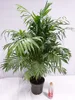 [Palmenlager] XL Chamaedorea elegans 90 cm / Pot 23 cm Ø / Produktbild-Vorschau 2