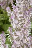 Muskatellersalbei, im Topf - Salvia sclarea Produktbild-Vorschau 3