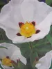 Cistus purpureus Alan Fradd - Zistrose Alan Fradd 25-30cm Produktbild-Vorschau 1