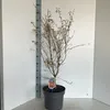 Acer pal. 'Katsura' - Acero giapponese | 100-120 cm in vaso Anteprima dell’immagine prodotto 4