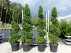 Thuja occ. "Columna" Spirale 180 cm Heckenpflanze Hecke Produktbild-Vorschau 2