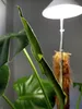 SUNLiTE 7W LED lampada per piante bianche da interno, con Anteprima dell’immagine prodotto 7
