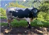Pustertaler Sprinzen und Schecken in Österreich Produktbild-Vorschau 8