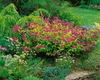 Japanische Spiere Goldflame 10-15 cm, im Topf - Spiraea Produktbild-Vorschau 8