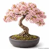 Tropica Bonsai: Blüten- und Zierkirsche Produktbild-Vorschau 5