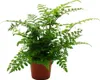 Asplenium dimorphum Parvati - Variétés spéciales de Voir les images du produit 1
