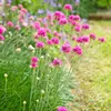 Bloomique - Zestaw 3 sztuk - Armeria Maritima Abbey Deep Podgląd zdjęcia produktu 3