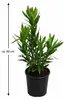 Nerium Oleander, 'Salmone Semplice', ongeveer 80 cm hoog – Productafbeelding-voorbeeld 5