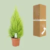 Cupressus Goldcrest 'Wilma' - Cedr - Izbová a záhradná Náhľad obrázku produktu 3
