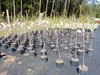 Kakibaum 150 - 180 cm Kakipflaume Pflanze Produktbild-Vorschau 4