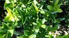Stauden Gänge 100 x Ilex maximowicziana var. 'Kanehirae' - Produktbild-Vorschau 5