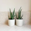 Aloe vera - Set de 2 - Aloe barbadensis - Hauteur 25-40cm - Voir les images du produit 5
