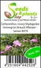 30x Catharanthus roseus Madagaskar Immergrün Strauch Produktbild-Vorschau 3