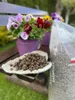 Nova Minerals Keramsit Blähton für den Garten Tongranulat Produktbild-Vorschau 3