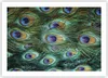 Poster - Poster ohne Rahmen - Pfauen Feder Makro - 70x50 cm Produktbild-Vorschau 1