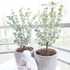 Bloomique - Zestaw 2 szt. - Eucalyptus Gunnii Azura - Podgląd zdjęcia produktu 2
