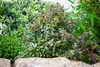 Berberis thunbergii 'Atropurpurea Nana', Blutberberitze, Produktbild-Vorschau 14