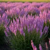 Bloomique - Lot de 3 - Liatris spicata 'Kobold' - Liatris Voir les images du produit 4