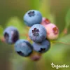 Blaubeerdünger Flüssig 3x1L – 2-1-8 NPK – Flüssigdünger Für Produktbild-Vorschau 6