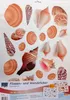 alpfa 802263 Wandsticker Motiv "Muschel / Schmetterling" Produktbild-Vorschau 1