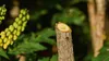 Akku-Gartenschere EasyPrune Produktbild-Vorschau 5