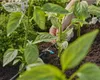 Gardena MDS Tête goutte à goutte en ligne 2 l/h GARDENA Voir les images du produit 10