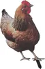 Paletto per galline, simulazione 3D, acrilico, stabile, Anteprima dell’immagine prodotto 3