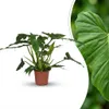 Green boutiQ - Plante d'intérieur - Philodendron - Voir les images du produit 1