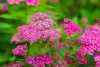 Stauden Gänge 10 x Spiraea japonica 'Anthony Waterer' - Produktbild-Vorschau 4