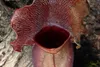 SAFLAX  - Sarracenia - 10 semi - Sarracenia Anteprima dell’immagine prodotto 7