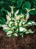 Funkie June, im Topf - Hosta x tardiana Produktbild-Vorschau 1