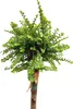 Chinesische Ulme 'Ulmus parvifolia Seiju' Hochstamm 80 - Produktbild-Vorschau 1