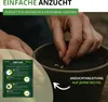 Schnittlauch Medium Leaf Samen - Allium schoenoprasum - Produktbild-Vorschau 4