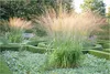 Stauden Gänge 1 x Molinia arundinacea 'Transparent' im 1 Produktbild-Vorschau 1