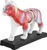 Akupunktur Anatomie TCM Katzenkörper Modell Figur Produktbild-Vorschau 1