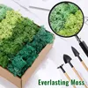 Islandmoos - konserviertes Moos zum Basteln, Moos in 5 Produktbild-Vorschau 6
