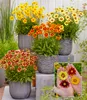A display of potted Coreopsis flowers in various colors, with a close-up inset of hands holding individual flowers. Produktbild-Vorschau