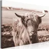 Vliesstoff Leinwandbild - A Scottish Cow in Sepia 120x80 cm Produktbild-Vorschau 1