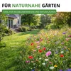 Wildblumenmischung - 100 g Samen für Wildblumenwiese - Produktbild-Vorschau 6