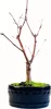 Bonsai - Bonsai baum Japanischer Fächerahorn - Acer (Ahorn) Produktbild-Vorschau 1